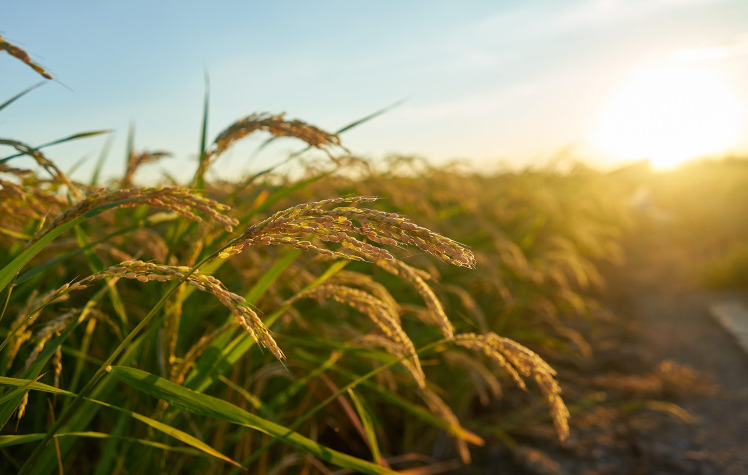 agriculture-software